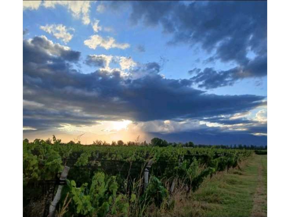 VENTA EXCLUSIVA FINCA 2,6 HAS DE MALBEC- LA CONSULTA, SAN CARLOS, MZA - 4