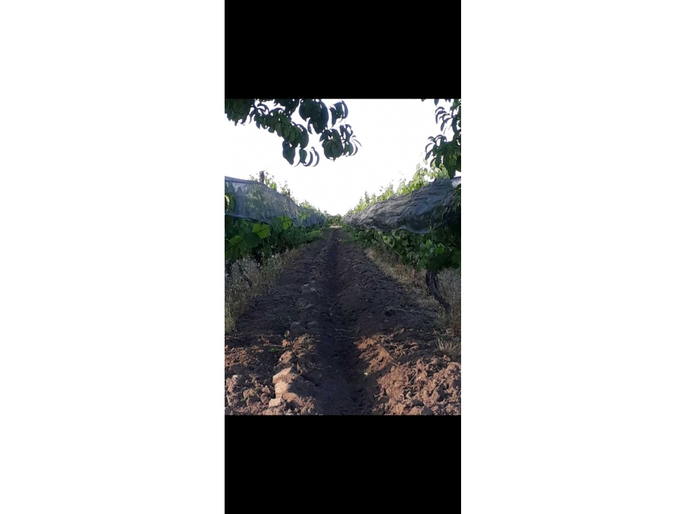 VENTA EXCLUSIVA FINCA 2,6 HAS DE MALBEC- LA CONSULTA, SAN CARLOS, MZA - 6