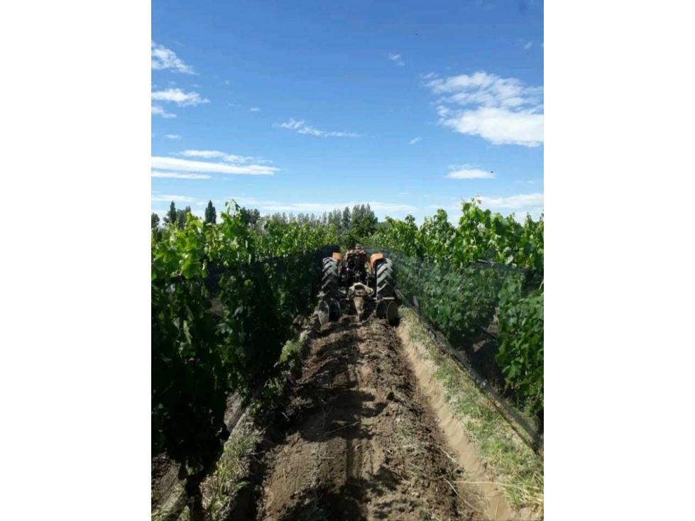 VENTA EXCLUSIVA FINCA 2,6 HAS DE MALBEC- LA CONSULTA, SAN CARLOS, MZA - 2