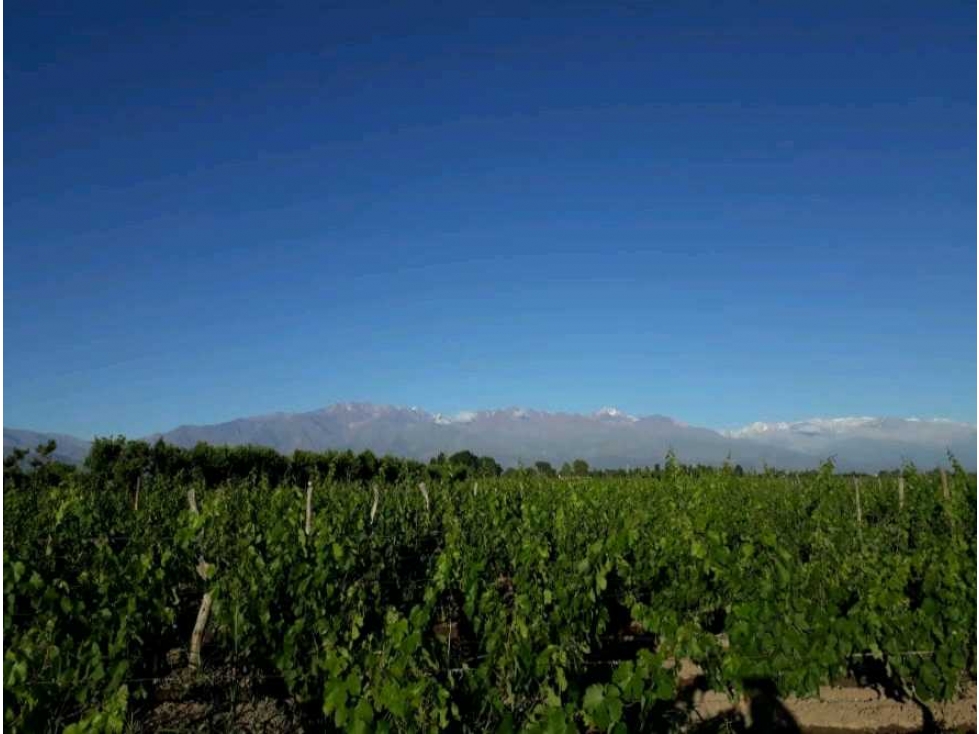 VENTA EXCLUSIVA FINCA 2,6 HAS DE MALBEC- LA CONSULTA, SAN CARLOS, MZA - 5