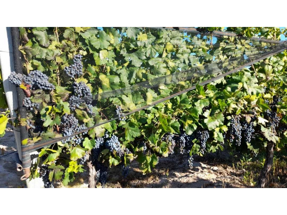 VENTA DE HERMOSA FINCA 25 HAS, LOS OTOYANES, SANTA ROSA-MZA - 1