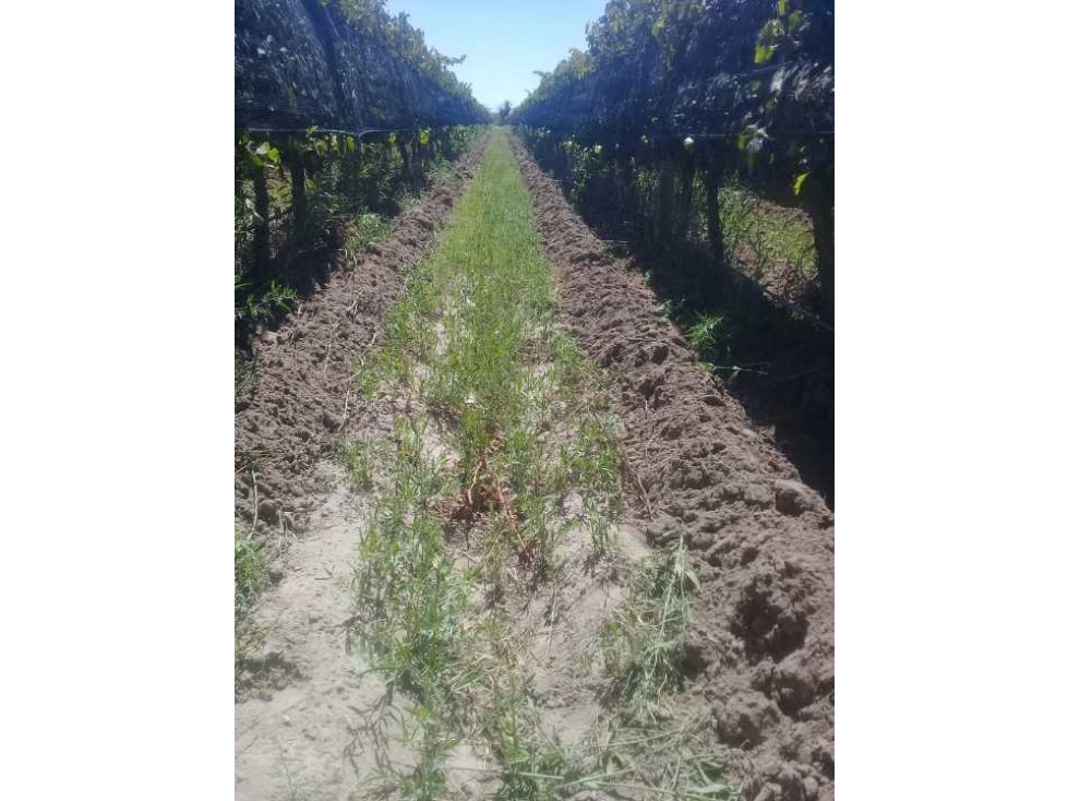VENTA DE HERMOSA FINCA 25 HAS, LOS OTOYANES, SANTA ROSA-MZA - 2