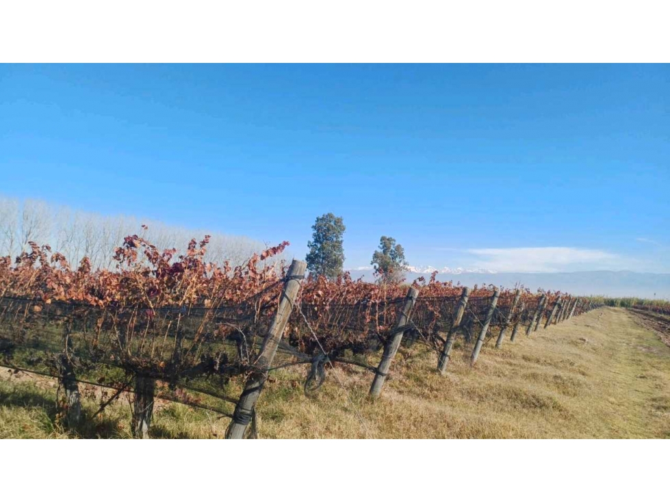 VENTA FINCA 84 HAS CON PROD. DE MALBEC- PUENTE DE HIERRO, GUAYMALLEN - 1