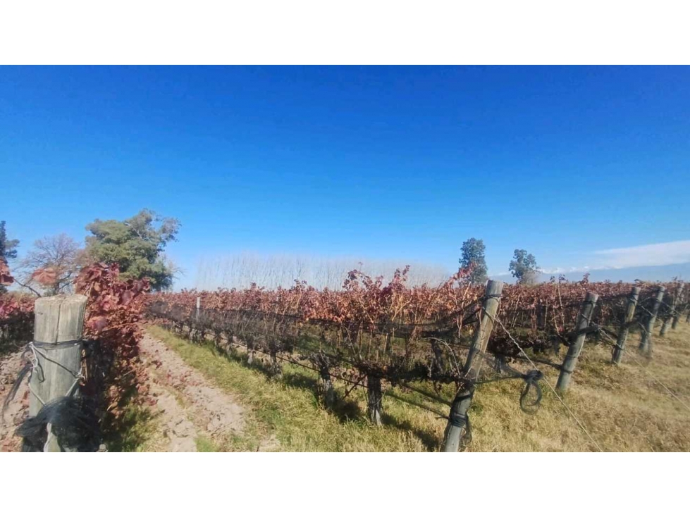 VENTA FINCA 84 HAS CON PROD. DE MALBEC- PUENTE DE HIERRO, GUAYMALLEN - 2