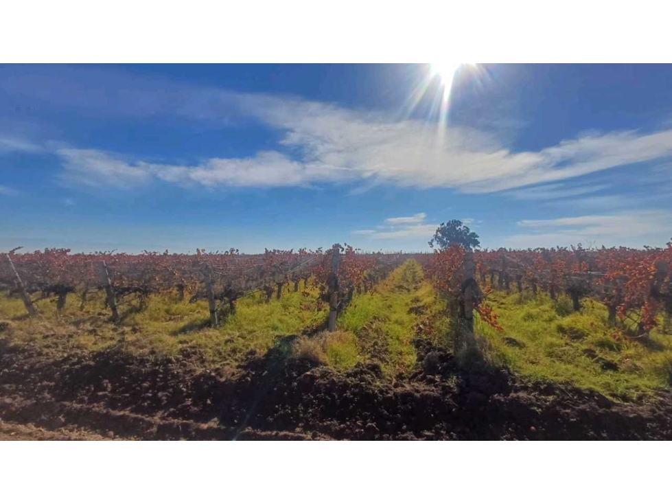 VENTA FINCA 84 HAS CON PROD. DE MALBEC- PUENTE DE HIERRO, GUAYMALLEN - 3