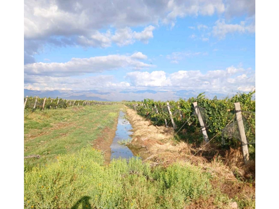 VENTA FINCA 84 HAS CON PROD. DE MALBEC- PUENTE DE HIERRO, GUAYMALLEN - 4