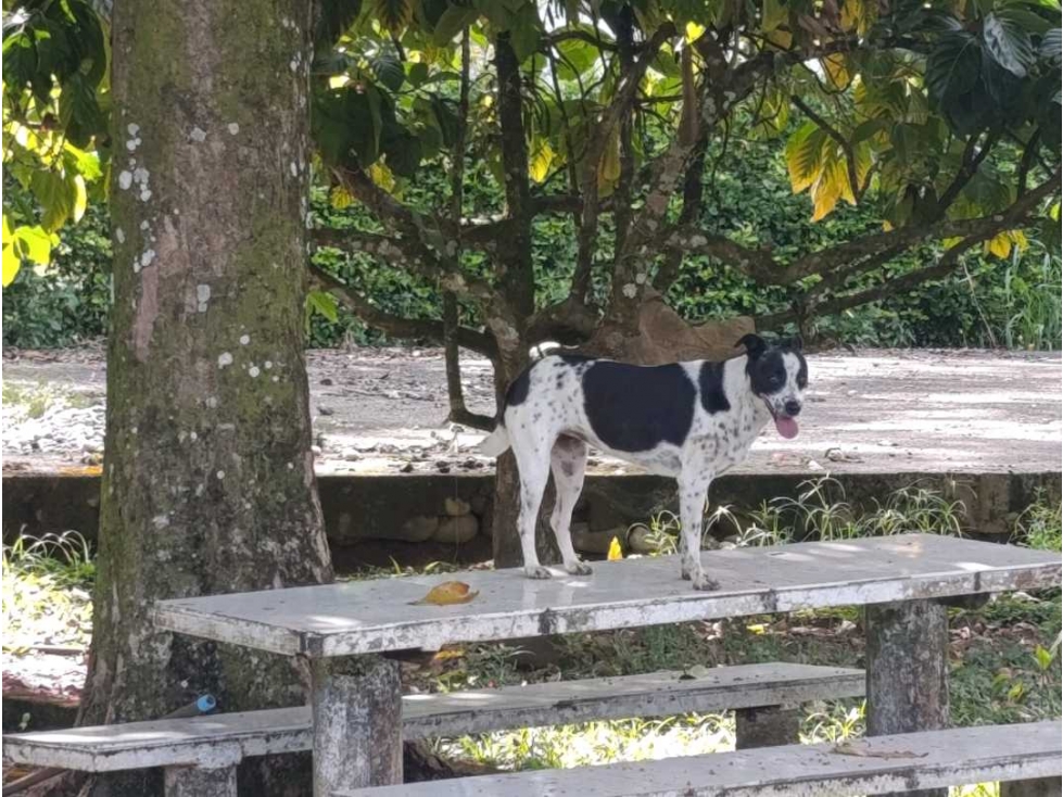 Venta Finca Autosuficiente,Cerca a Acacias Meta - 3