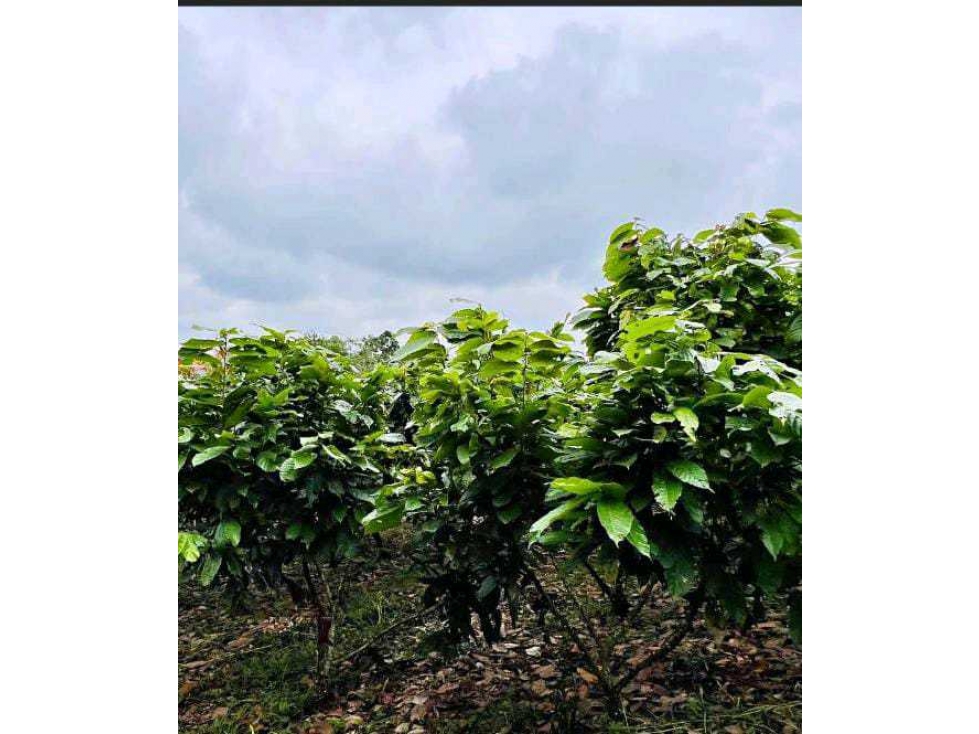 VENTA FINCA CACAOTERA 17HA - 2
