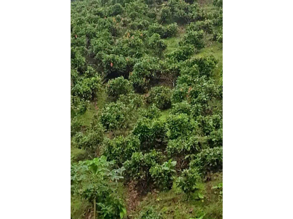 VENTA FINCA CACAOTERA 17HA - 3
