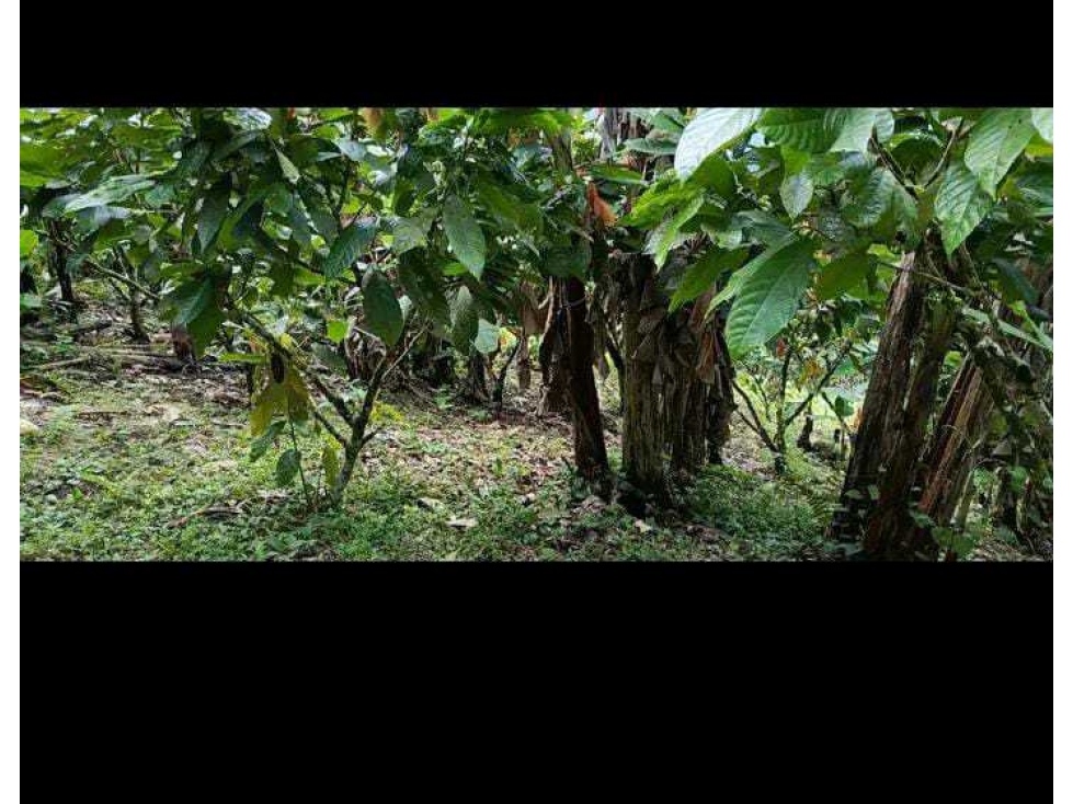VENTA FINCA CACAOTERA 17HA - 4