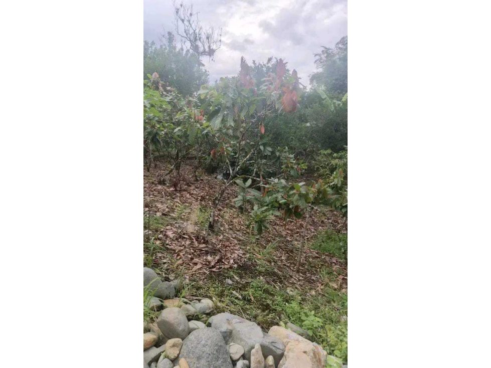 VENTA FINCA CACAOTERA 17HA - 5