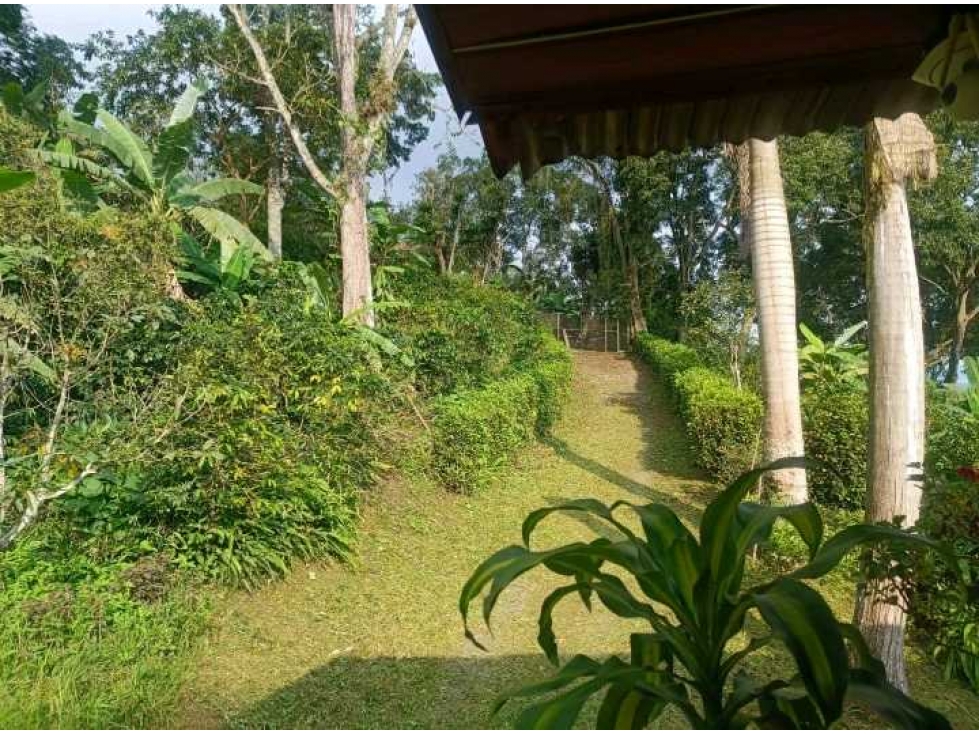 Venta o arriendo Anolaima1Hectarea arboles frutales casa 260 mts YM - 4