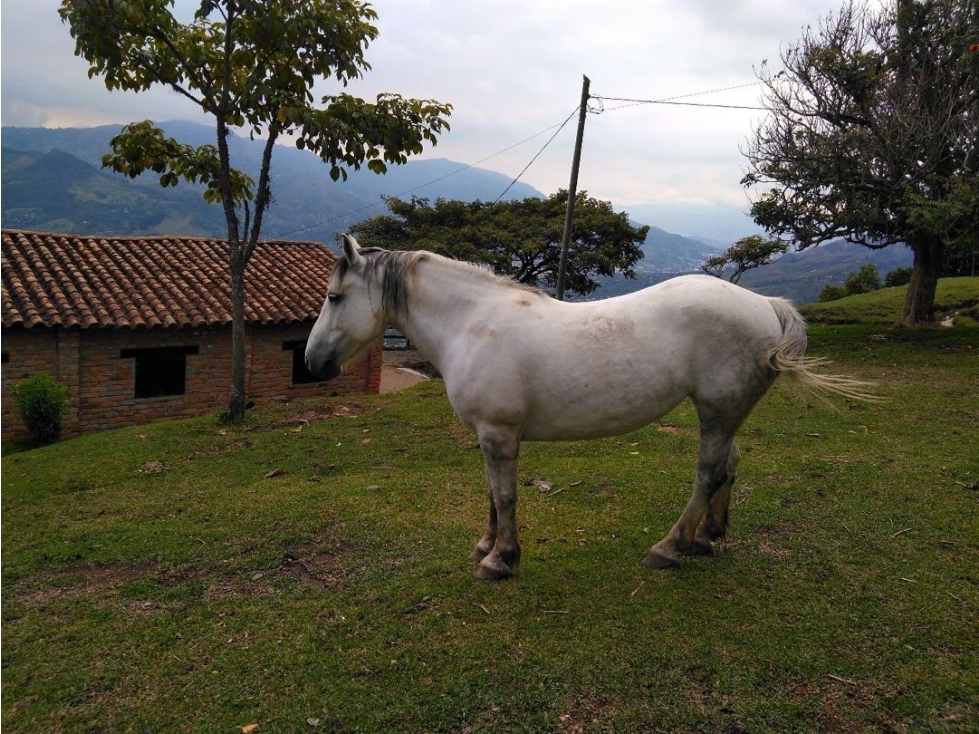Finca en Venta con caballerizas en Girardota — foto 3