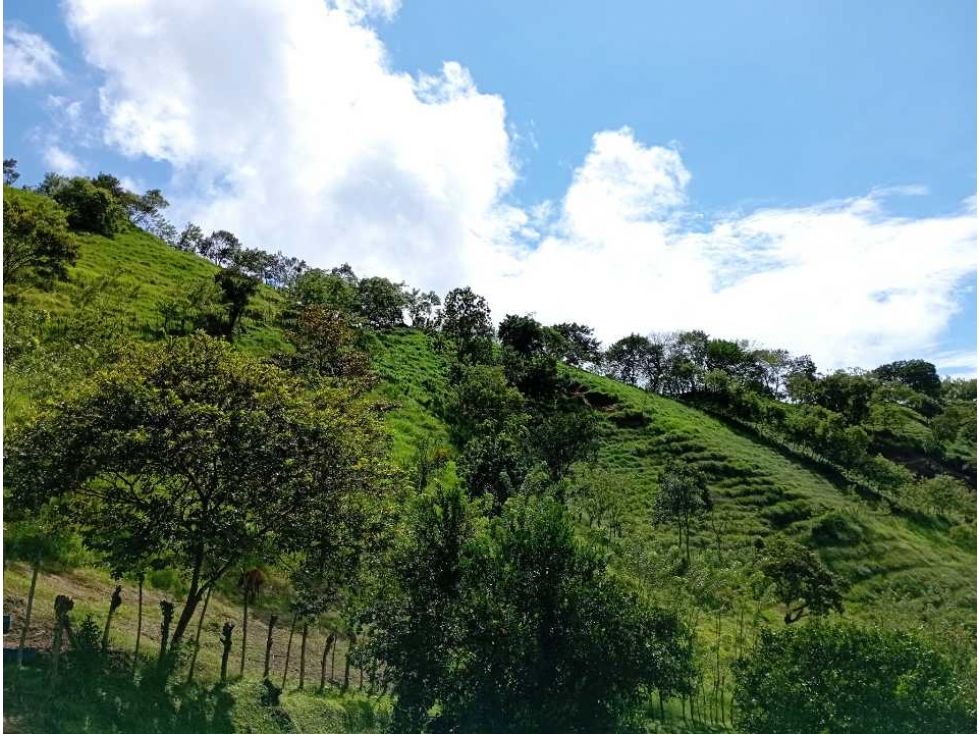 VENTA FINCA DAMASCO, SUROESTE ANTIOQUEÑO - 5