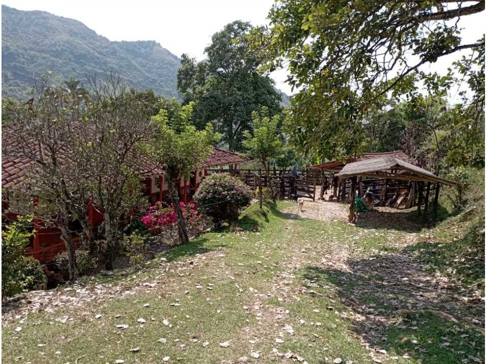 VENTA FINCA LA PINTADA, SUROESTE ANTIOQUEÑO - 4
