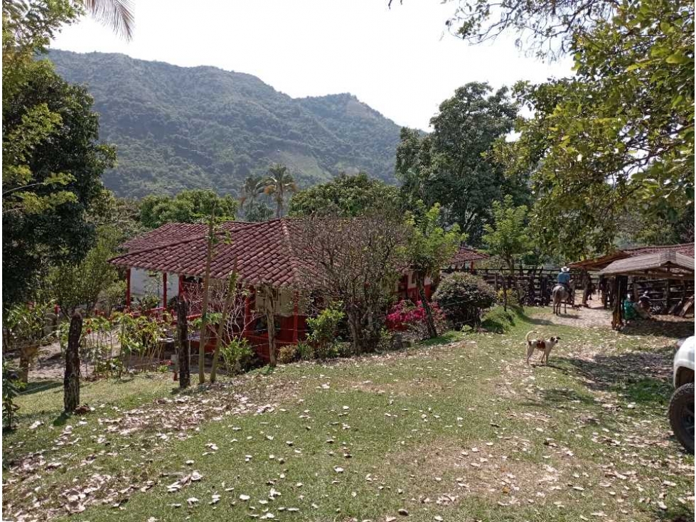VENTA FINCA LA PINTADA, SUROESTE ANTIOQUEÑO - 5
