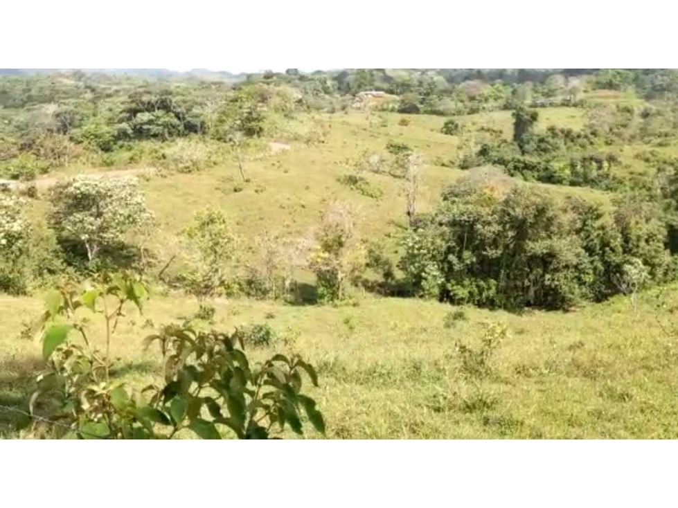 VENTA FINCA EN CAPIRA BONGA ARRIBA 23 HECTÁREAS - 2
