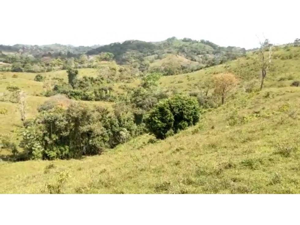 VENTA FINCA EN CAPIRA BONGA ARRIBA 23 HECTÁREAS - 3
