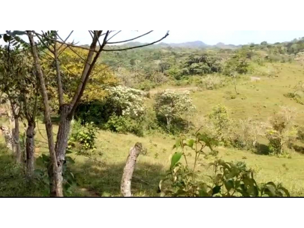 VENTA FINCA EN CAPIRA BONGA ARRIBA 23 HECTÁREAS - 4