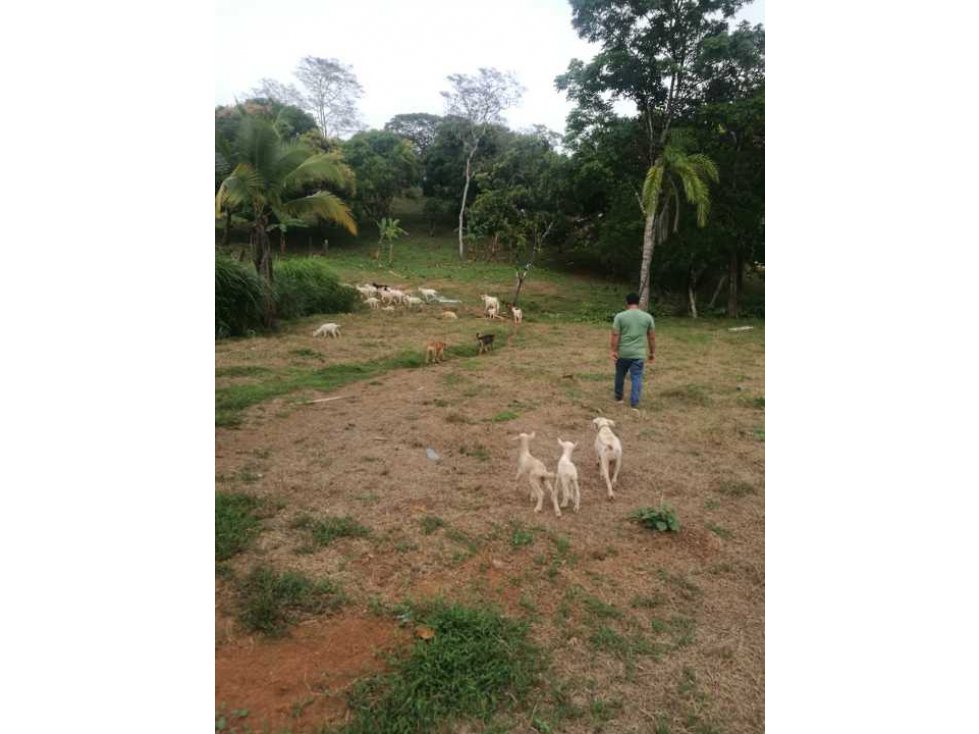 VENTA FINCA EN CHILIBRE 2REC+1B - 2