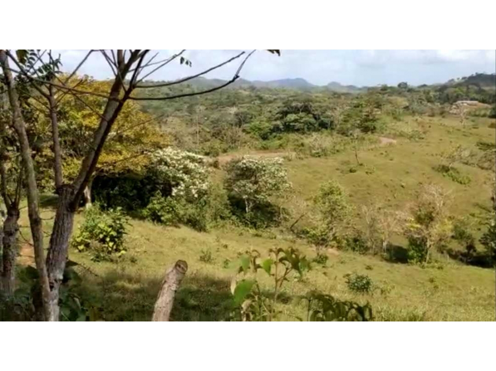 VENTA FINCA EN LA BONGA CENTRO CAPIRA - 2
