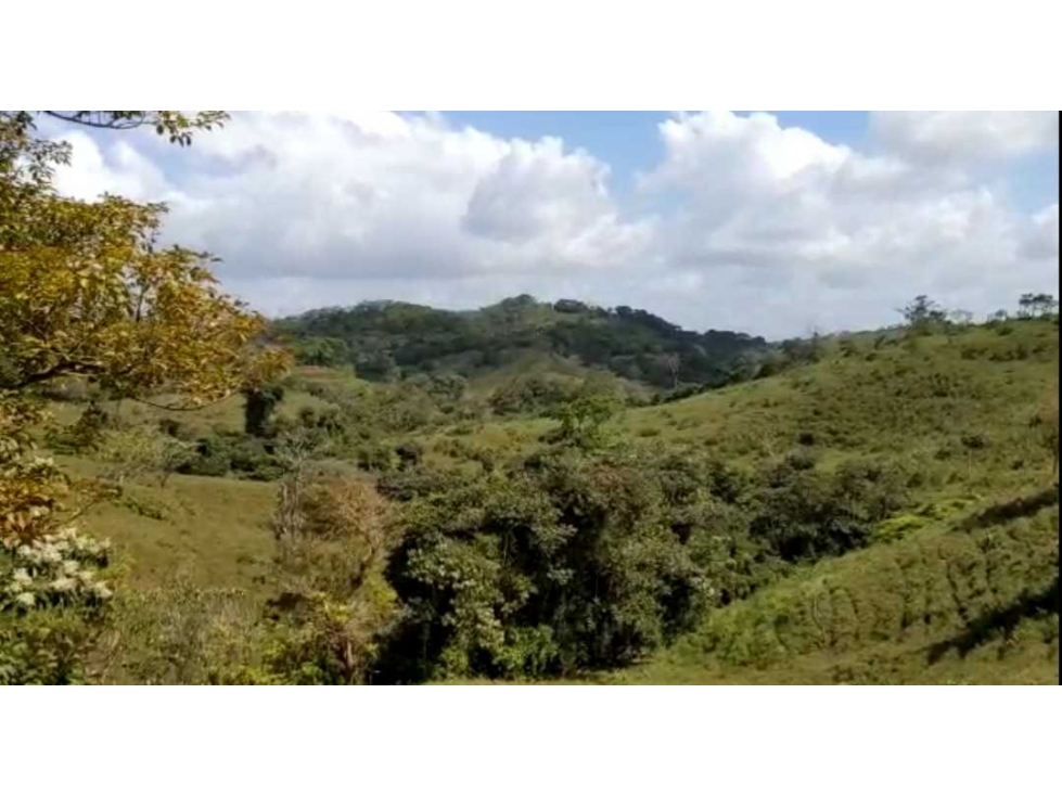 VENTA FINCA EN LA BONGA CENTRO CAPIRA - 3