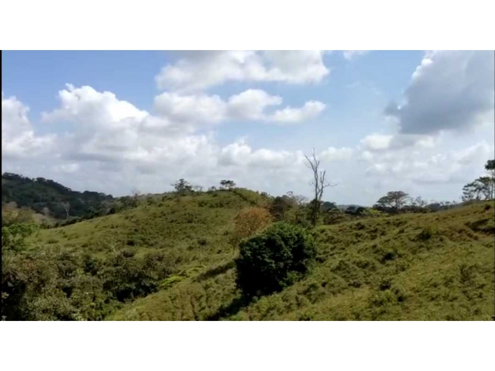 VENTA FINCA EN LA BONGA CENTRO CAPIRA - 5