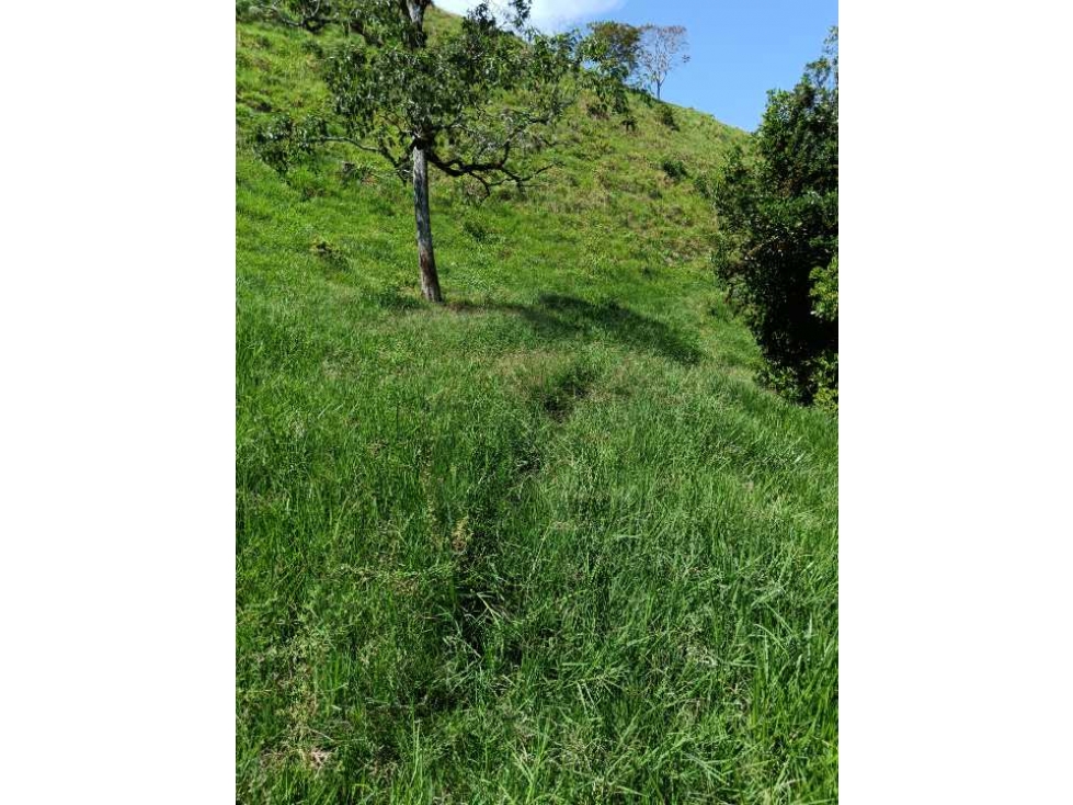 Venta finca en Santa Bárbara Poblanco en el suroeste antioqueña - 4