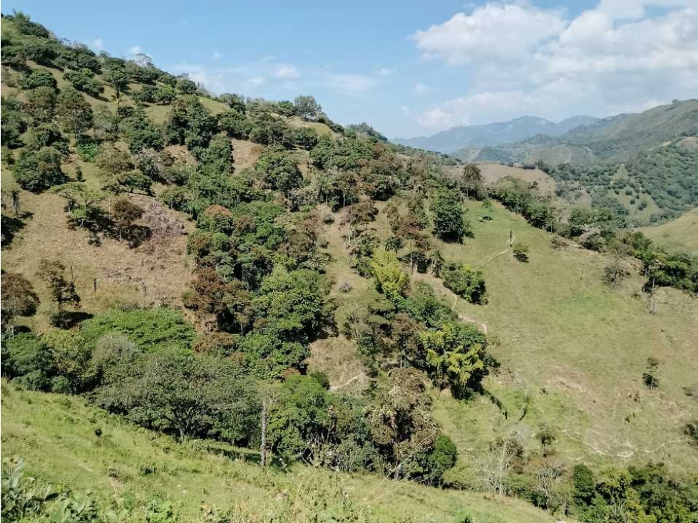 Venta finca en Santa Bárbara Poblanco en el suroeste antioqueña - 6