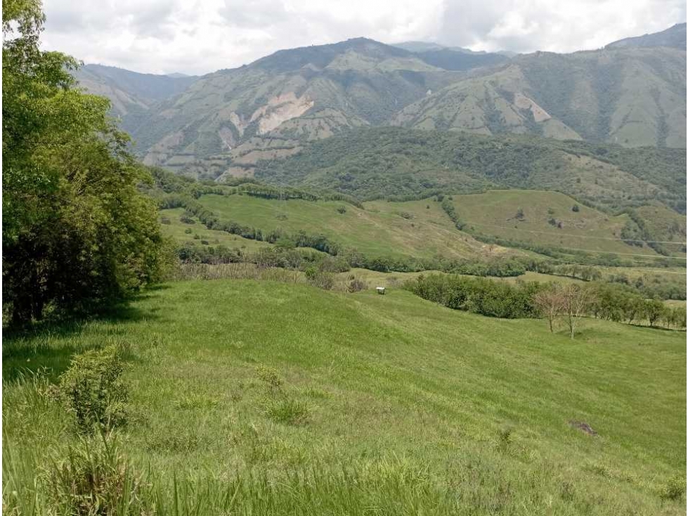 VENTA FINCA LA PINTADA GANADERA , SUROESTE ANTIOQUEÑO - 1