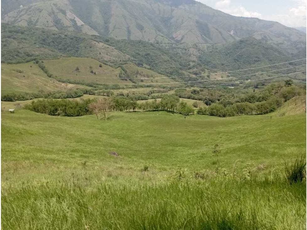 VENTA FINCA LA PINTADA GANADERA , SUROESTE ANTIOQUEÑO - 2