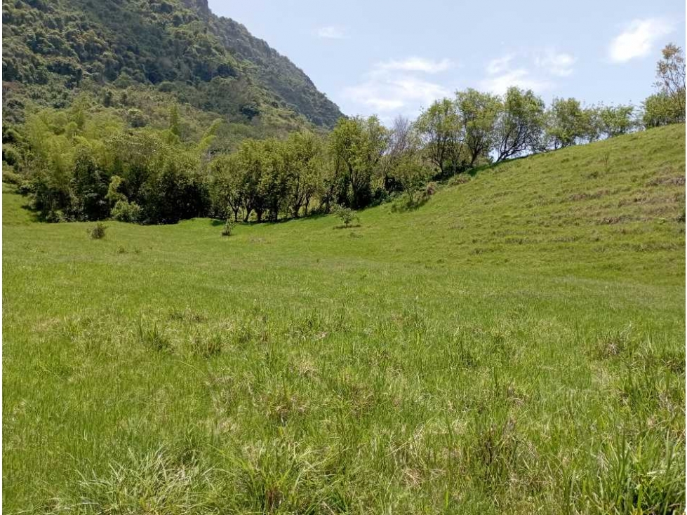 VENTA FINCA LA PINTADA GANADERA , SUROESTE ANTIOQUEÑO - 3