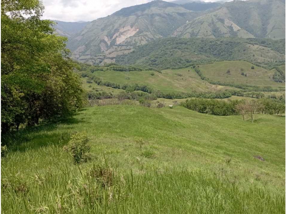 VENTA FINCA LA PINTADA GANADERA , SUROESTE ANTIOQUEÑO - 4