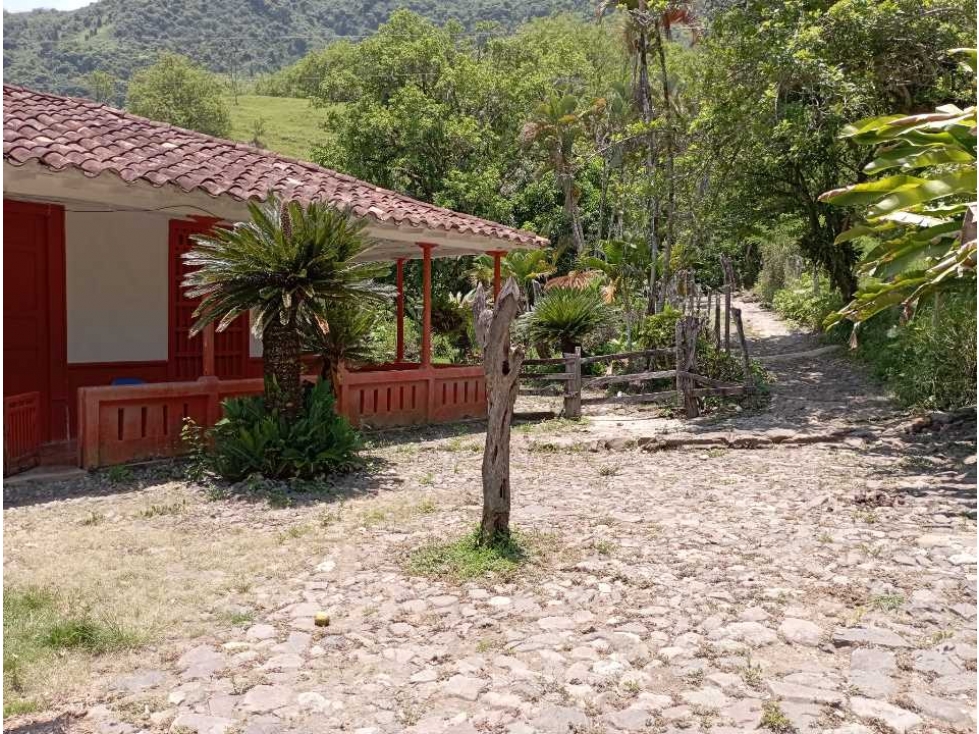VENTA FINCA LA PINTADA GANADERA , SUROESTE ANTIOQUEÑO - 5