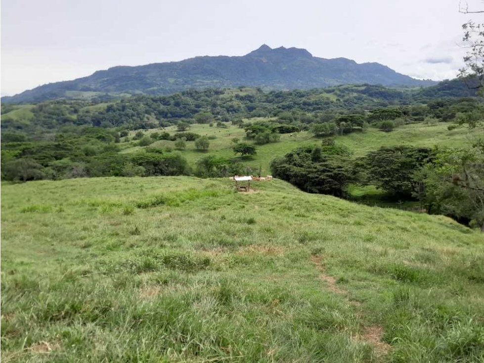 VENTA LOTE , FREDONIA,SUROESTE ANTIOQUEÑO - 4