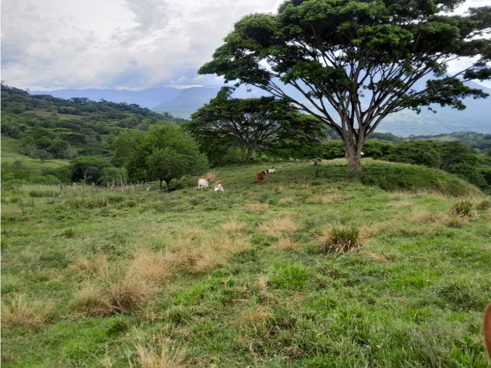 VENTA LOTE , FREDONIA,SUROESTE ANTIOQUEÑO - 6