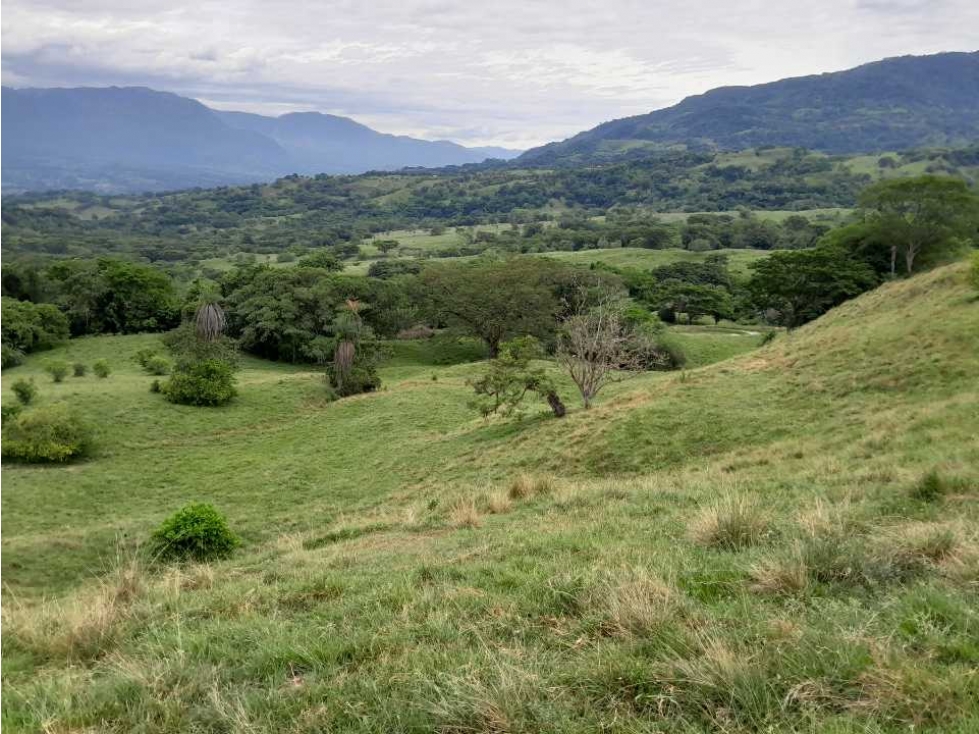 VENTA LOTE , FREDONIA,SUROESTE ANTIOQUEÑO - 1