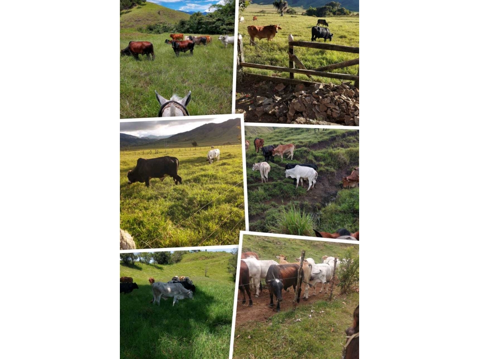 Venta finca ganadera San José Urrao Antioquia - 1