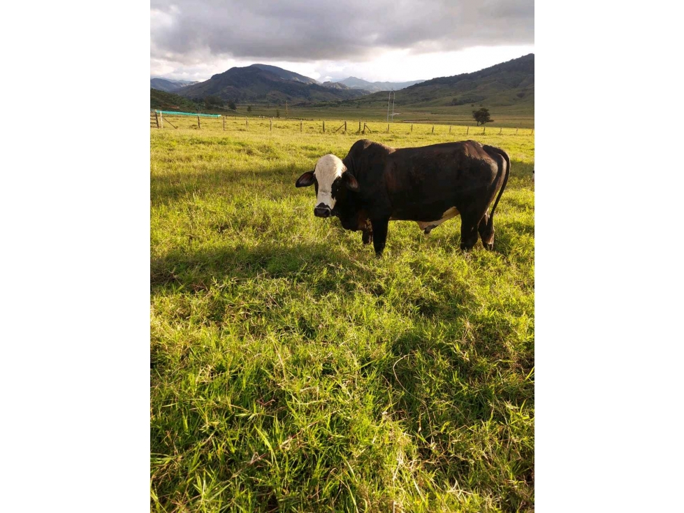 Venta finca ganadera San José Urrao Antioquia - 2