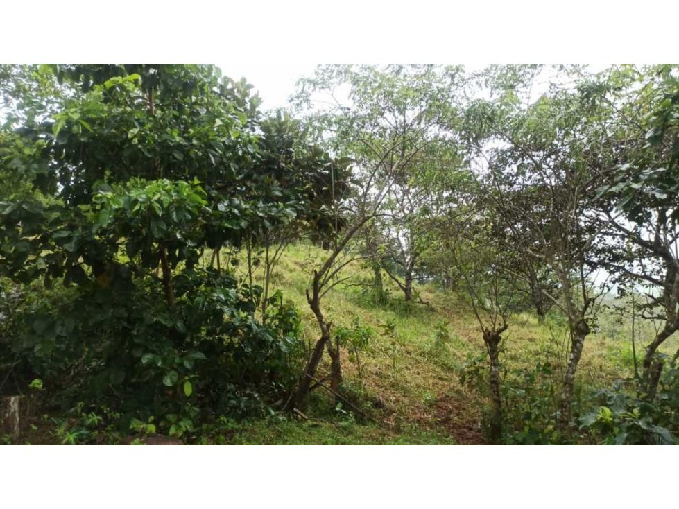 VENTA FINCA MARGARITA DE CHEPO - 5