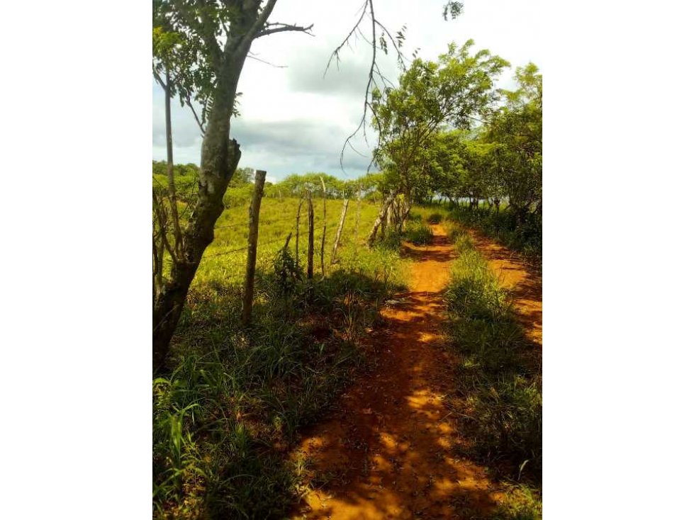 VENTA FINCA MARGARITA DE CHEPO - 6