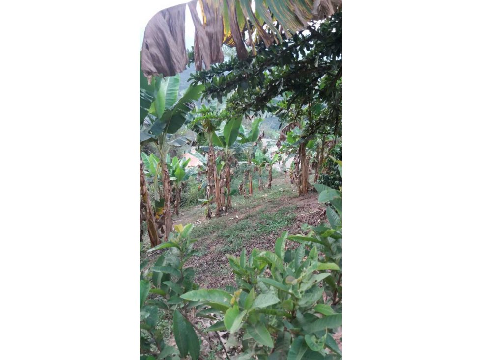 Finca en venta Santo Domingo Antioquia - 5