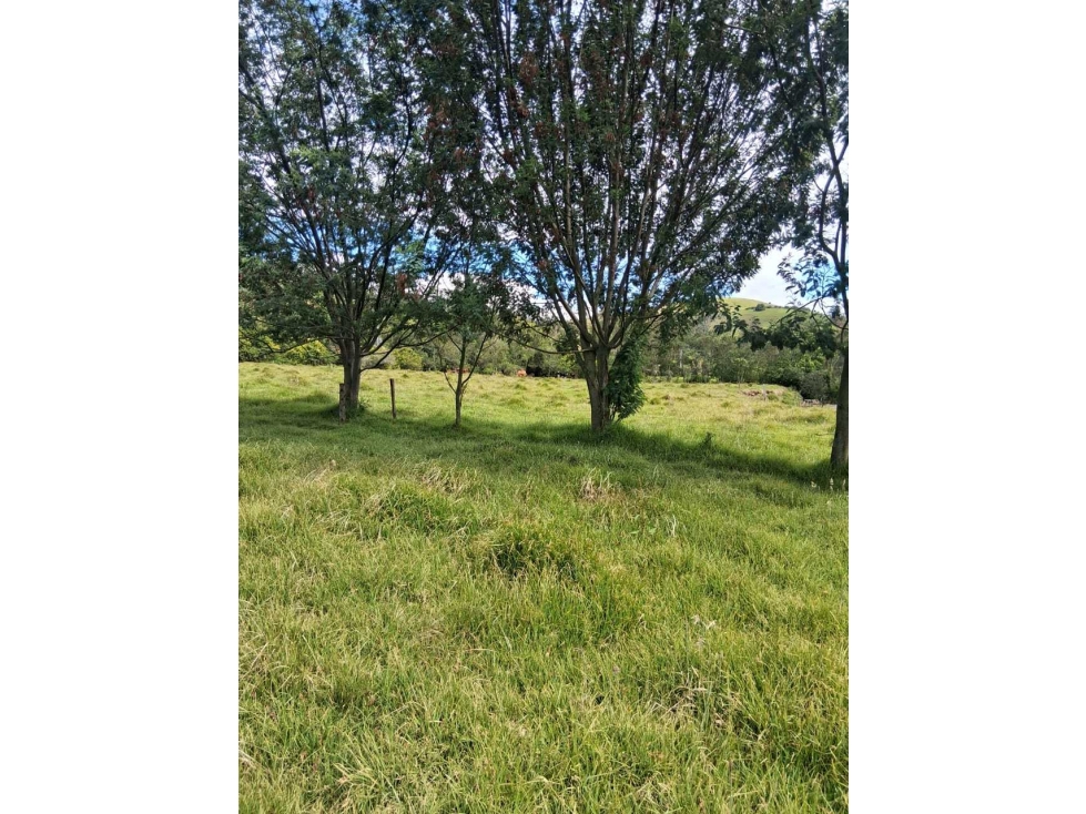 Venta Finca Productiva en Choconta - 6