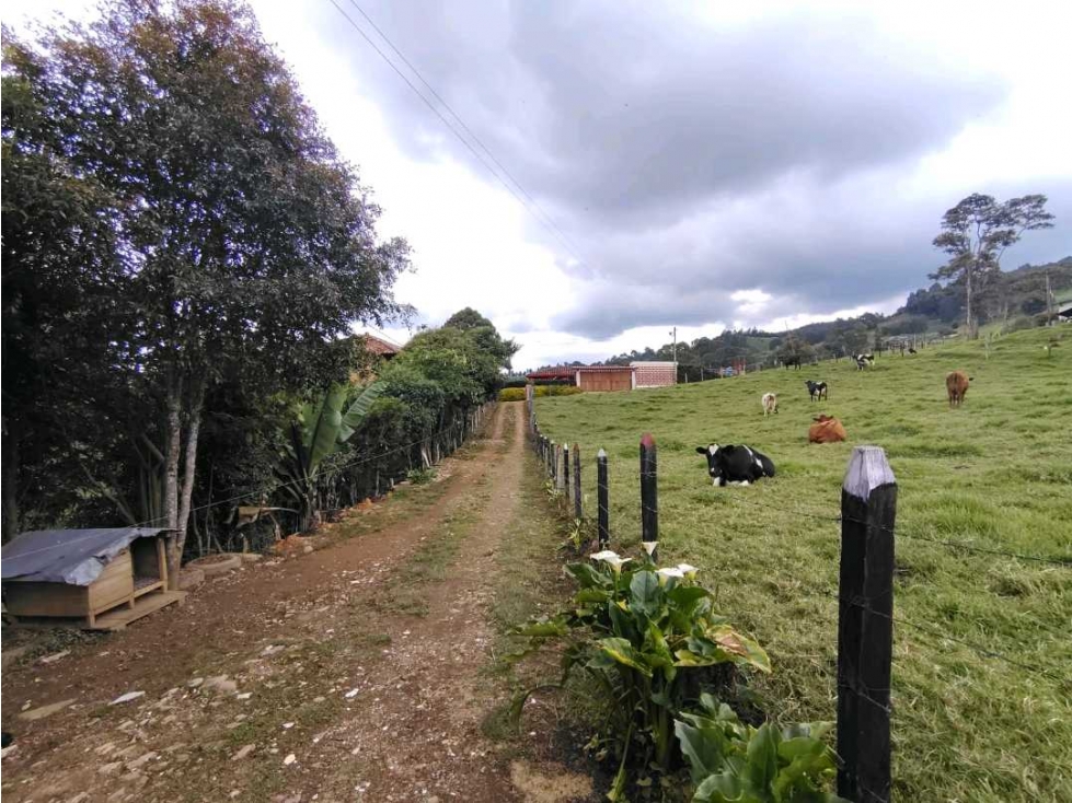 Venta Finca Productiva San Pedro Antioquia — foto 3