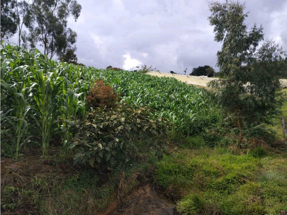 Venta Finca Productiva San Pedro Antioquia — foto 4