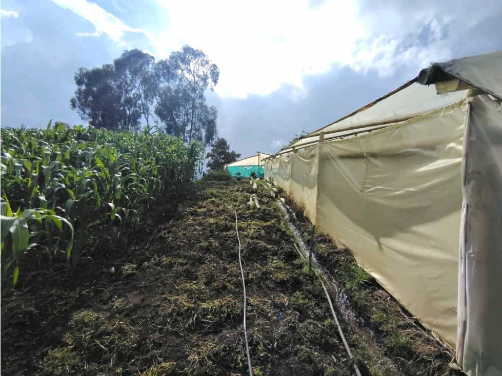 Venta Finca Productiva San Pedro Antioquia — foto 5