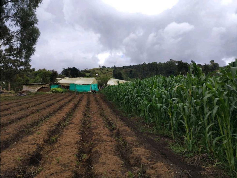 Venta Finca Productiva San Pedro Antioquia — foto 6