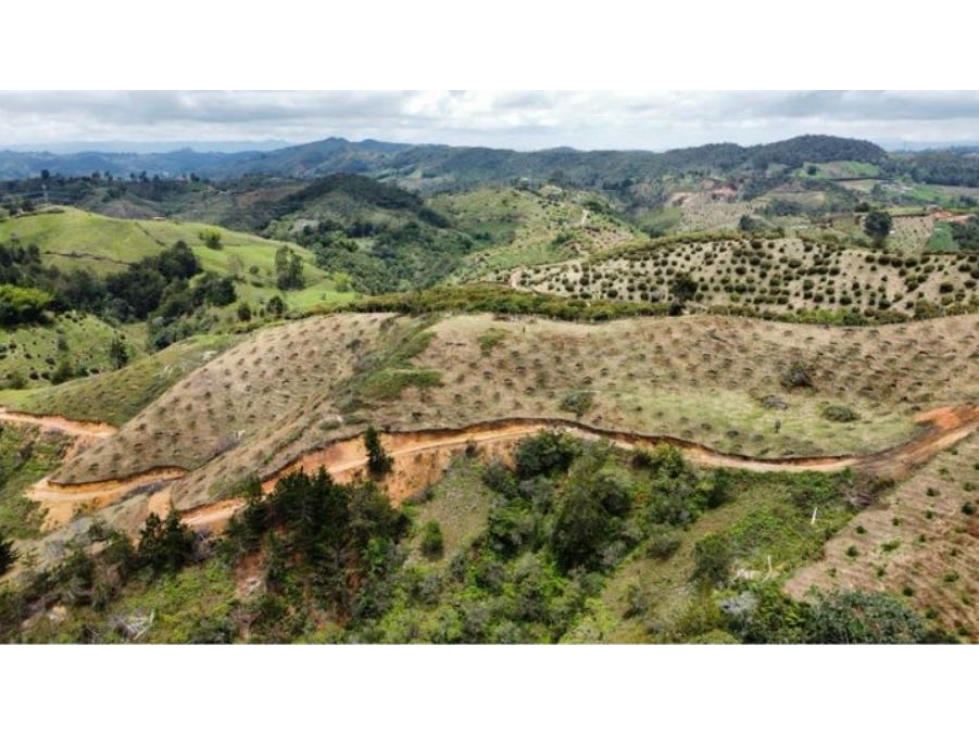 Venta FINCA PRODUCTIVA-SAN VICENTE- Antioquia Ideal para inversión — foto 2