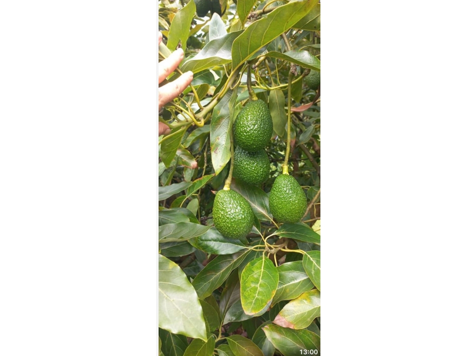Venta FINCA PRODUCTIVA-SAN VICENTE- Antioquia Ideal para inversión — foto 3