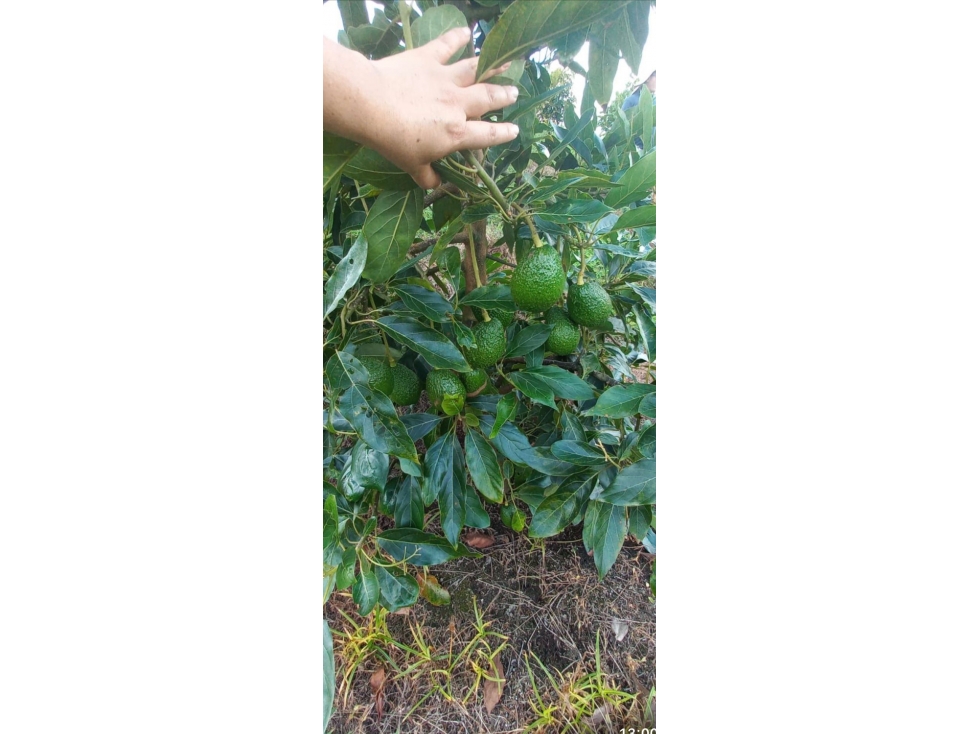 Venta FINCA PRODUCTIVA-SAN VICENTE- Antioquia Ideal para inversión — foto 4